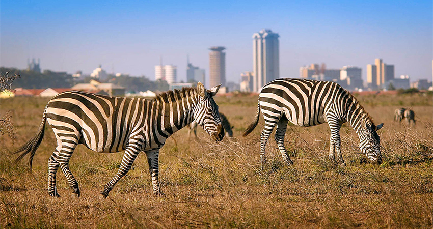 1-day-nairobi-safari-1-day-nairobi-city-tour