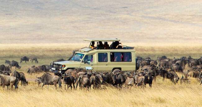 10-days-masai-mara-lake-nakuru-amboseli-ngorongoro-serengeti-safari