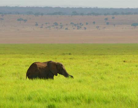 10-days-masai-mara-lake-nakuru-amboseli-ngorongoro-serengeti-safari