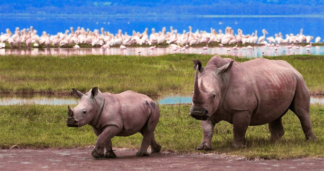 11-days-masai-mara-lake-nakuru-amboseli-lake-manyara-ngorongoro-serengeti-lodge-safari