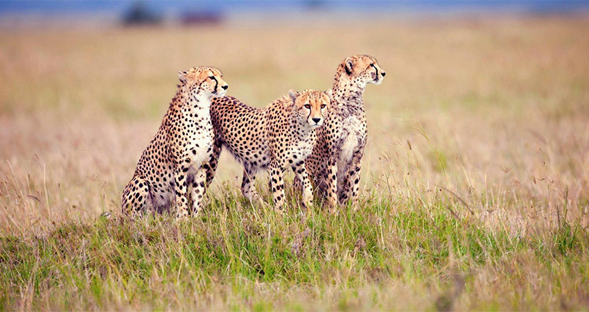 3-days-lake-manyara-serengeti-camping-safari