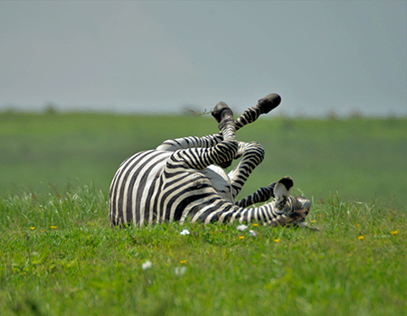 3-days-lake-manyara-serengeti-camping-safari