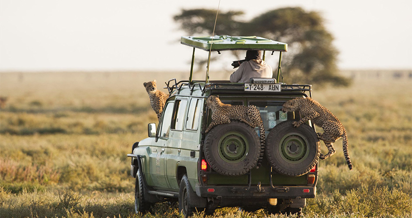 3-days-lake-manyara-serengeti-lodge-safari