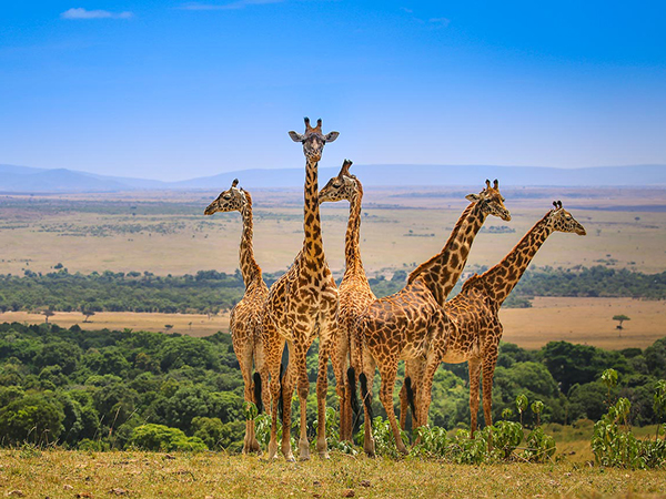 Kenya Safaris