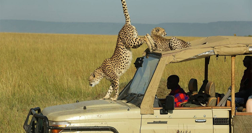 3-days-masai-mara-lodge-safari
