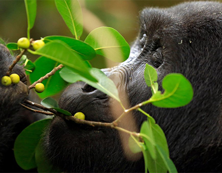 3-days-uganda-gorilla-tour-bwindi-np