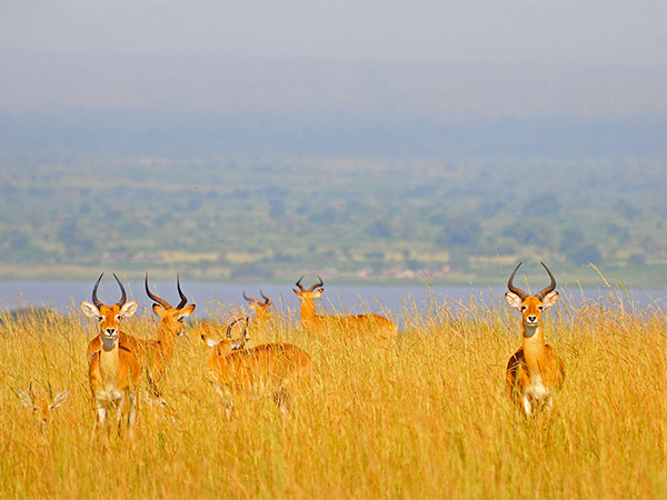 4-days-lake-manyara-ngorongoro-serengeti-lodge-safari