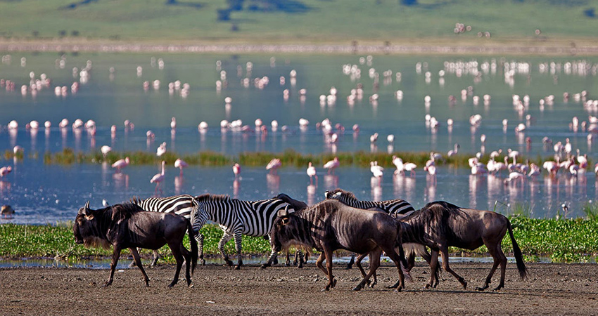 4-days-lake-manyara-ngorongoro-serengeti-lodge-safari