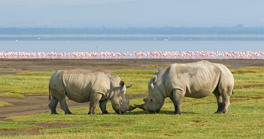 4-days-masai-mara-lake-nakuru-camping-safaris