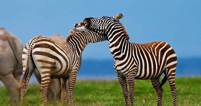 4-days-masai-mara-lake-nakuru-lodge-safari