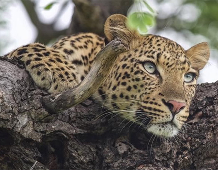 5-days-lake-manyara-ngorongoro-serengeti-camping-safari