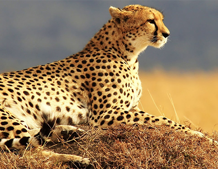 5-days-lake-manyara-ngorongoro-serengeti-lodge-safari