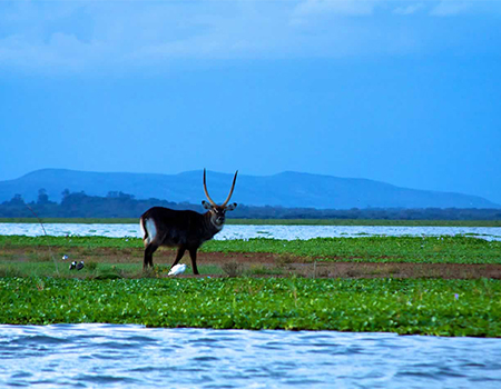 5-days-masai-mara-lake-nakuru-lake-naivasha-camping-safari