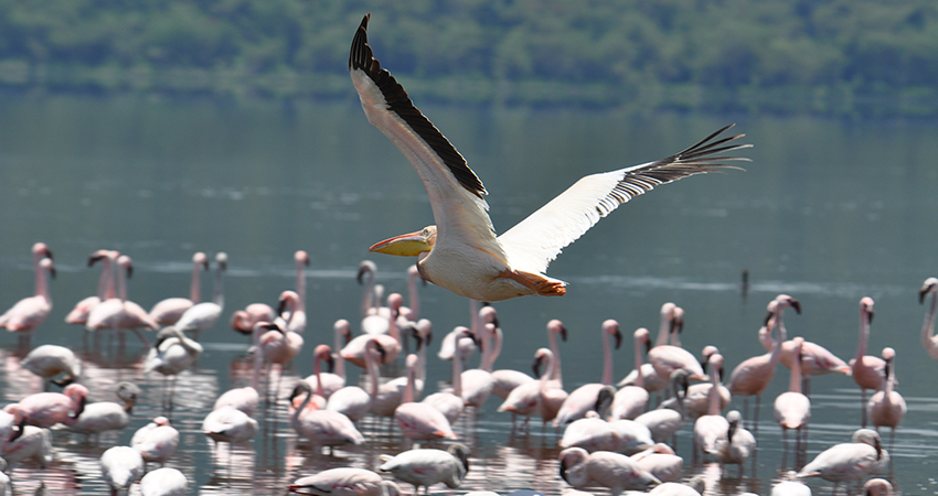 5-days-masai-mara-lake-nakuru-lake-naivasha-lodge-safari