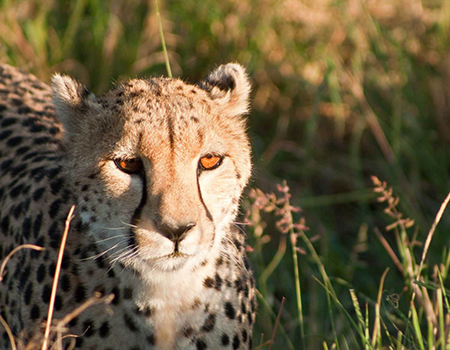 5-days-masai-mara-safari