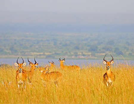 5-days-tarangire-lake-manyara-serengeti-ngorongoro-budget-safari