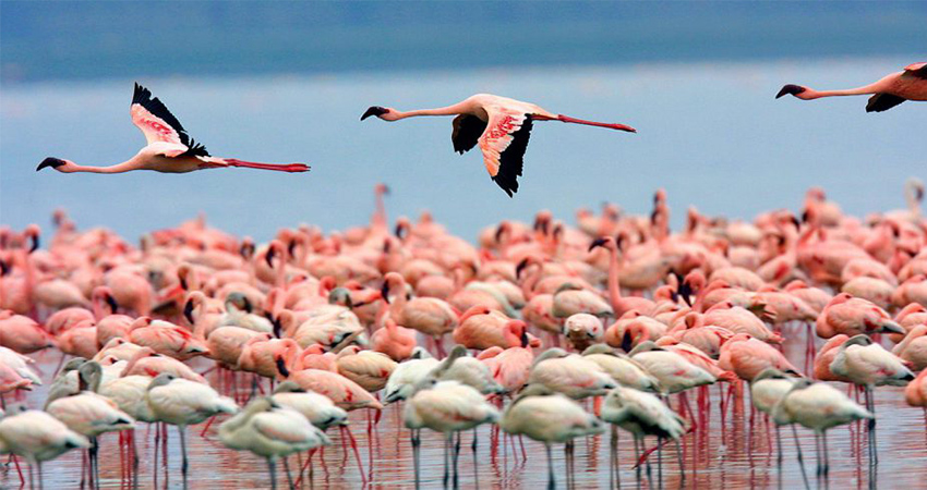 6-days-masai-mara-lake-nakuru-amboseli-camping-safari