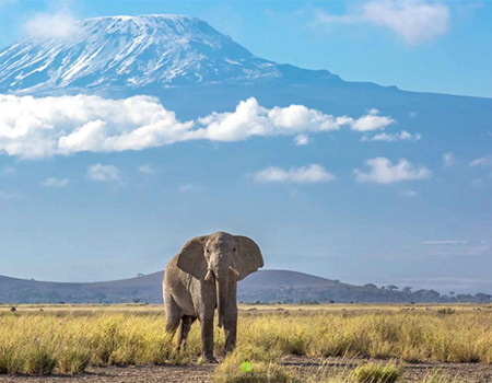 6-days-masai-mara-lake-nakuru-amboseli-camping-safari