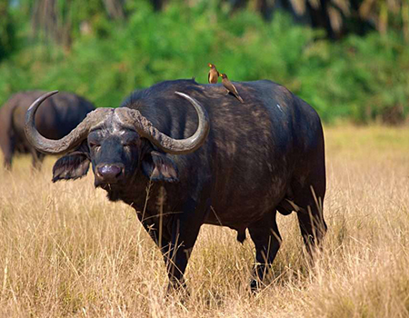 7-days-masai-mara-l-naivasha-l-nakuru-amboseli-camping-safari