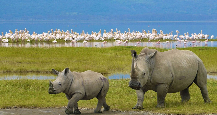 7-days-masai-mara-lake-naivasha-lake-nakuru-amboseli-lodge-safari