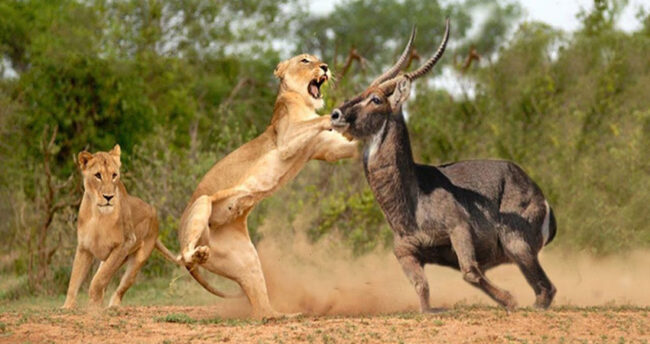 9-days-masai-mara-ngorongoro-serengeti-lodge-safari