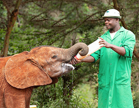 daphne-sheldrick-elephant-orphanage-day-trip